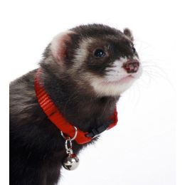 Marshall Pet Products Ferret Bell Collar Red 3/8 in